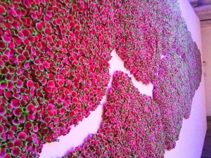 Simon wide pink
