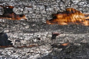 Charred wood Feuer edt4tlr
