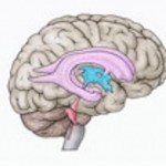 Brain-Museum.minijpg