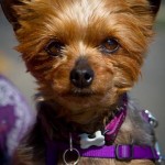 MIki's dog Annie