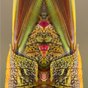 Bartlett grasshoppercomp