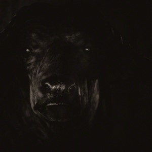 Lori_Pond_CAPE-BUFFALO