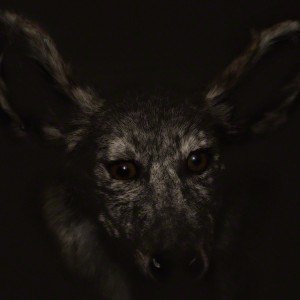 Lori_Pond_COYOTE