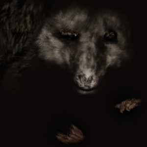 Lori_Pond_OPOSSUM