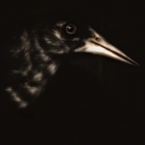 Lori_Pond_THE-BIRD
