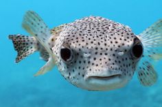 Puffer close upjpg